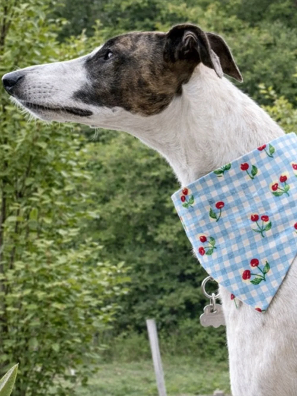 Blue Gingham Cherry Dog Scrunchie Bandana - Cute Collar Accessory